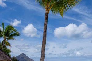 Beau Bassin-Rose Hill - Professional handyman and home services